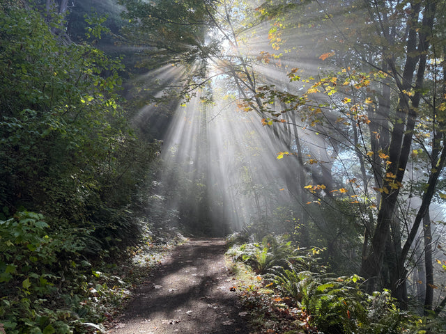 Sunlit path winding through a lush green forest with beams of light breaking through the trees. Photo by Steven Lentz