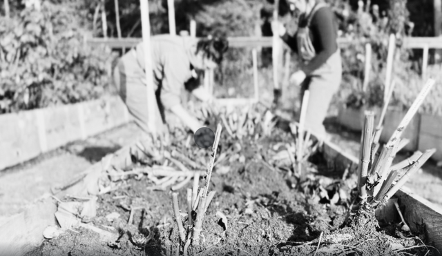 Black and white photo of flower farmers working in the garden at Mod & Liv, a sustainable flower farm in Bellingham, WA