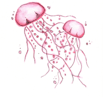 Jelly Fish - Locally made