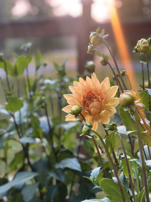 Yellow flower with green leaves in a garden setting