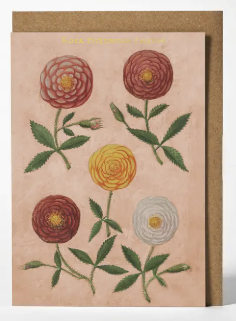 Rosaceae